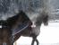ST. MORITZ (CH) - La famosa "Withe Turf", la cosa dei cavalli che dal 1907 si sisputa ogni anno sul lago ghiacciato di St. Moritz, a met febbraio