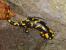GROSIO (So) - Salamandra slamandra, tipica delle prealpi e degli ambienti umidi